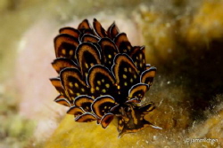Cyerce nigricans by Jammi Chen 